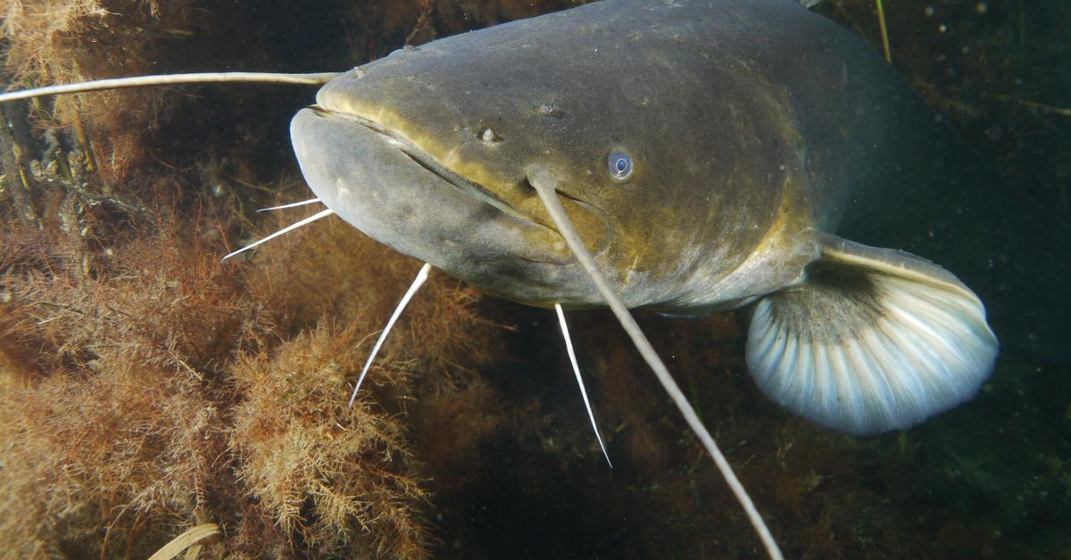 Splendid image of the Wels Catfish, with the scientific name Silurus glanis.