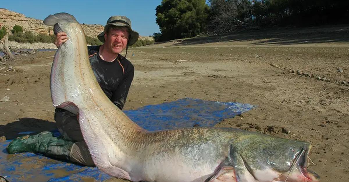 Captivating presence of the Wels Catfish, a species called Silurus glanis.