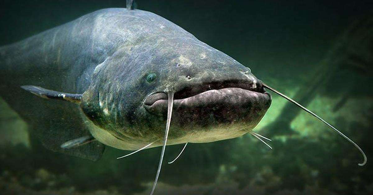 Glimpse of the Wels Catfish, known in the scientific community as Silurus glanis.