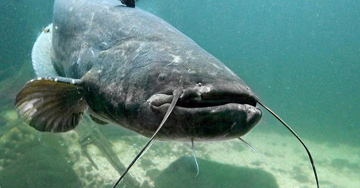 Splendid image of the Wels Catfish, with the scientific name Silurus glanis.