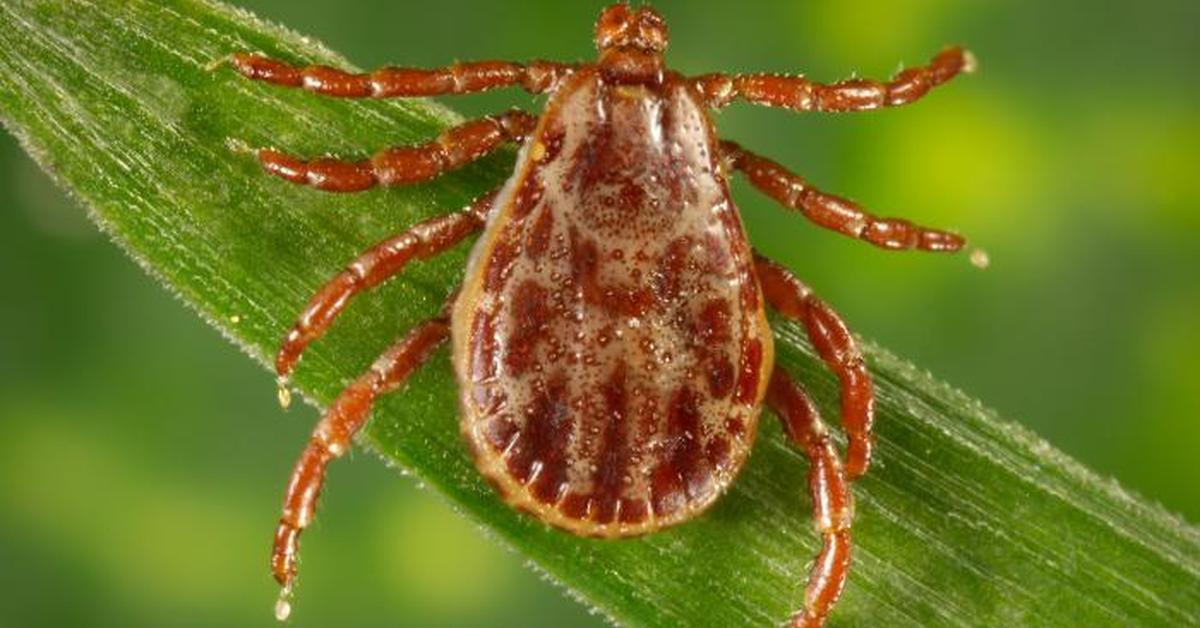 Exquisite image of Wood Tick, in Indonesia known as Kutu Kayu.