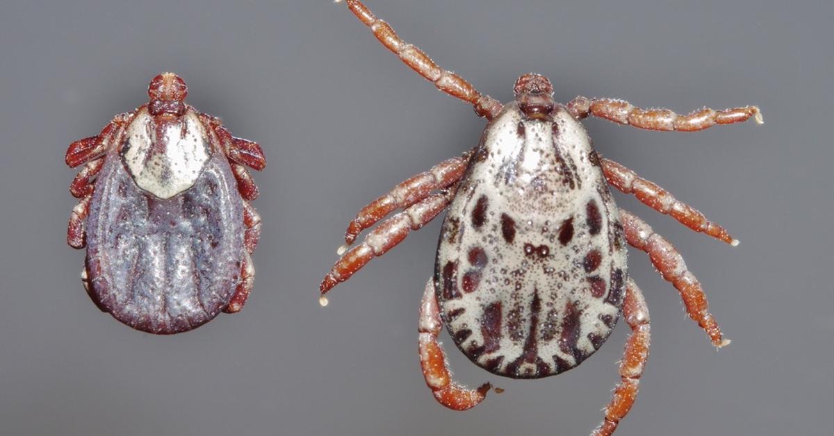 Image showcasing the Wood Tick, known in Indonesia as Kutu Kayu.