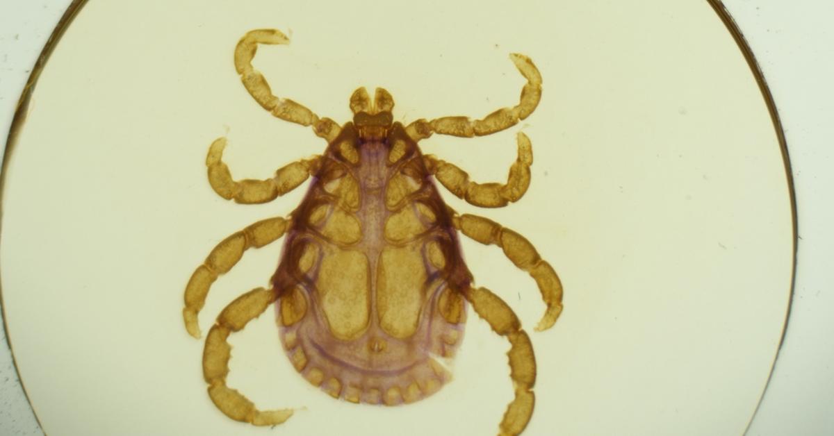 Detailed shot of the Wood Tick, or Dermacentor andersoni, in its natural setting.