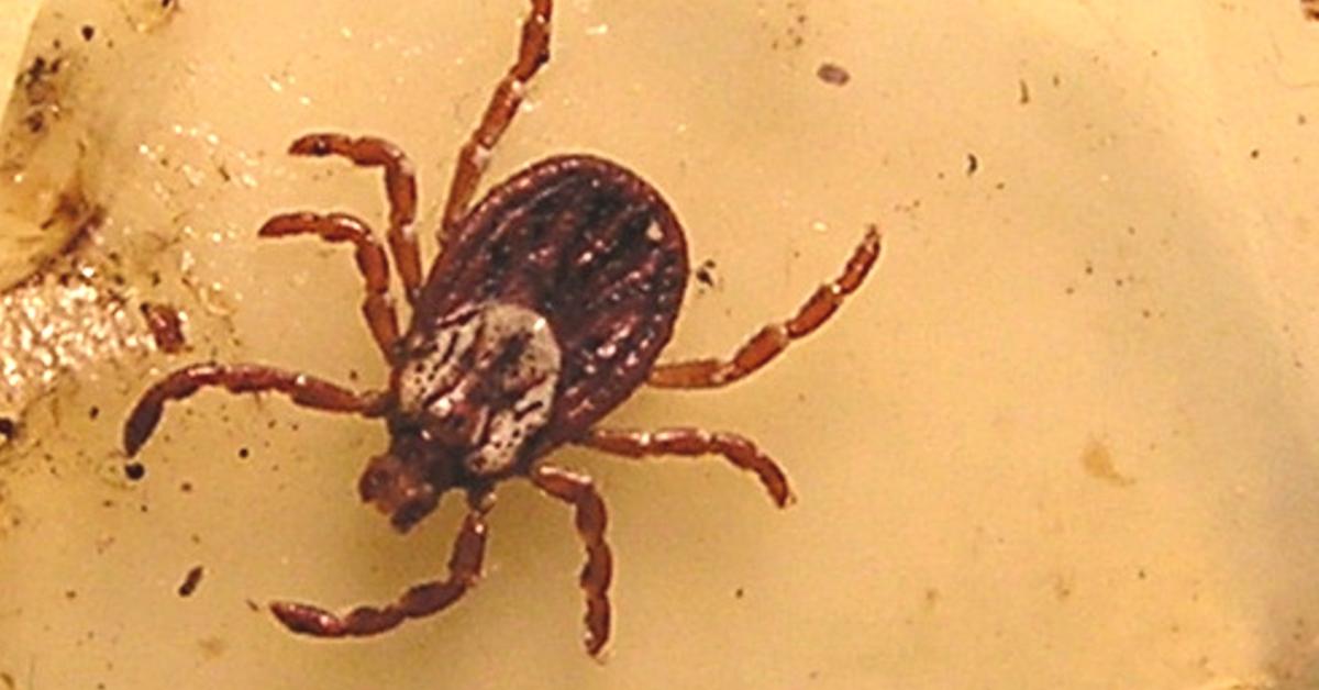 Image showcasing the Wood Tick, known in Indonesia as Kutu Kayu.