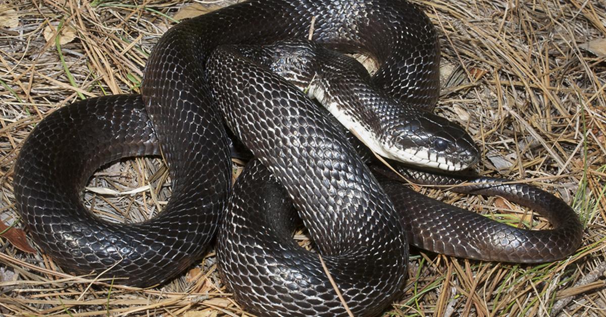 Striking appearance of the Western Rat Snake, known in scientific circles as Pantherophis obsoletus.