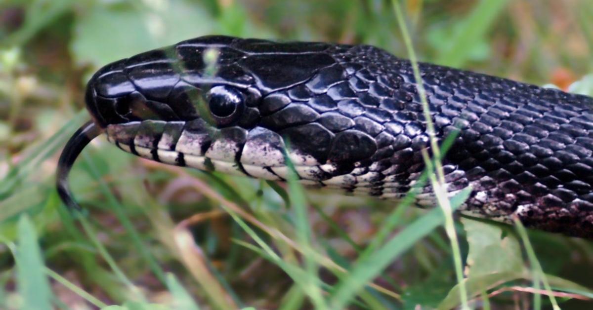 Charming view of the Western Rat Snake, in Indonesia referred to as Ular Tikus Barat.