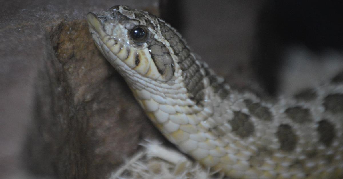 Striking appearance of the Western Hognose Snake, known in scientific circles as Heteredon nasicus.