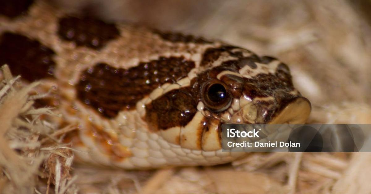 The Western Hognose Snake, a beautiful species also known as Ular Hognose Barat in Bahasa Indonesia.