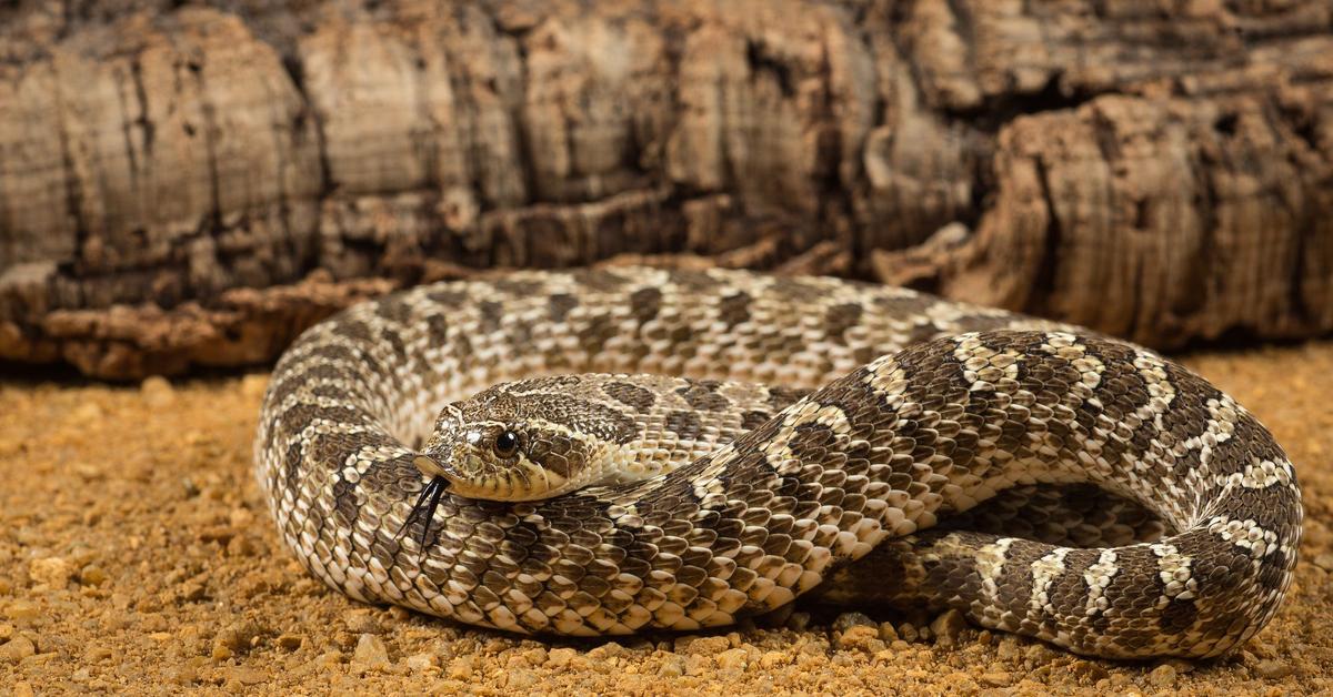 Detailed shot of the Western Hognose Snake, or Heteredon nasicus, in its natural setting.