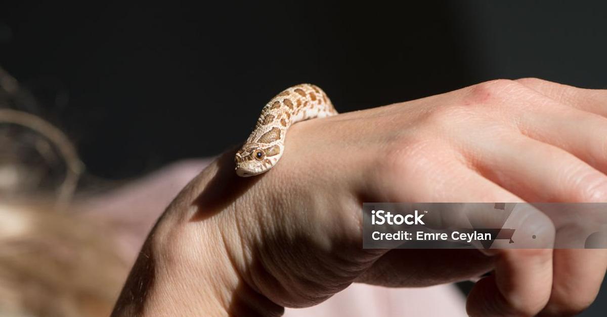 Photograph of the unique Western Hognose Snake, known scientifically as Heteredon nasicus.