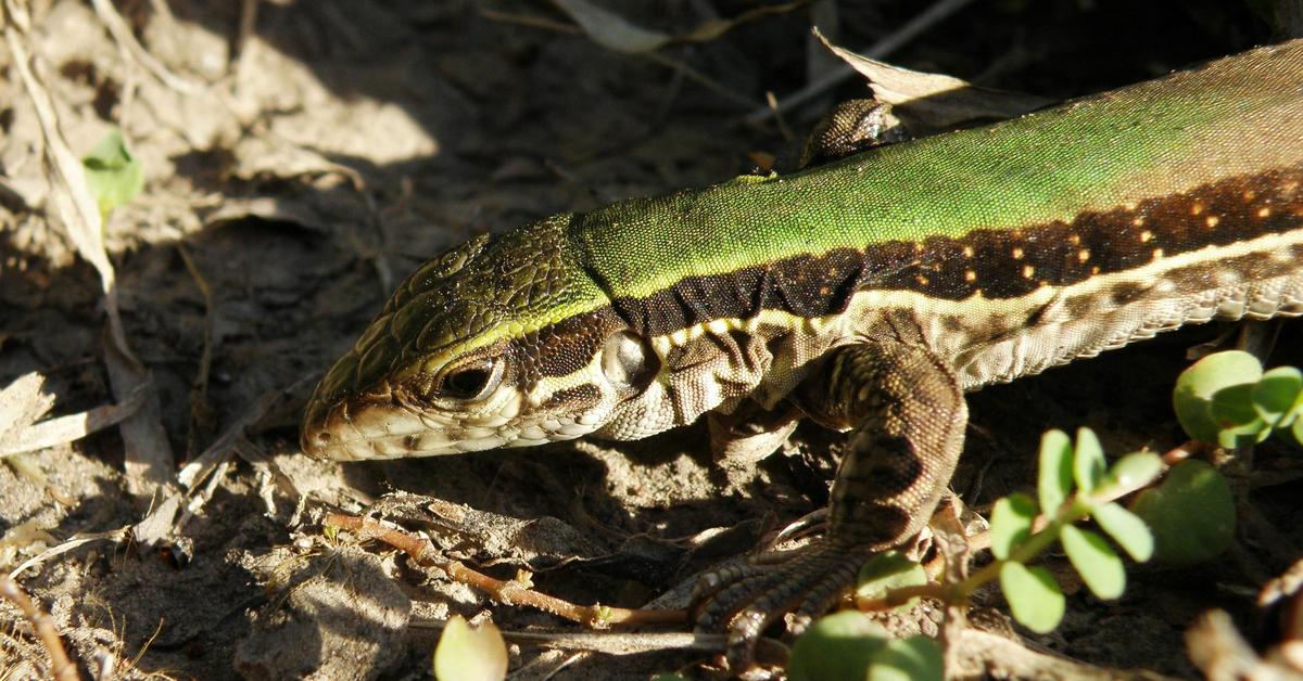 Captured beauty of the Whiptail Lizard, or Teiidae in the scientific world.