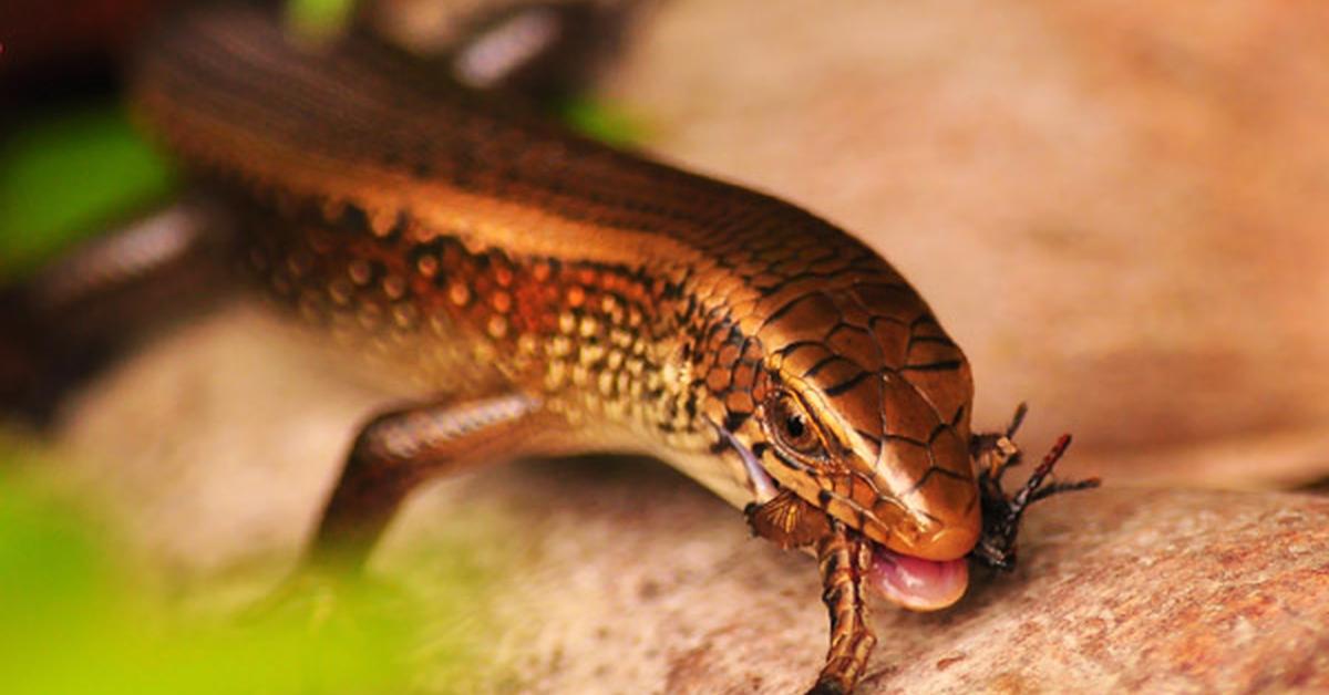 Vibrant snapshot of the Whiptail Lizard, commonly referred to as Kadal Ekor Cemeti in Indonesia.