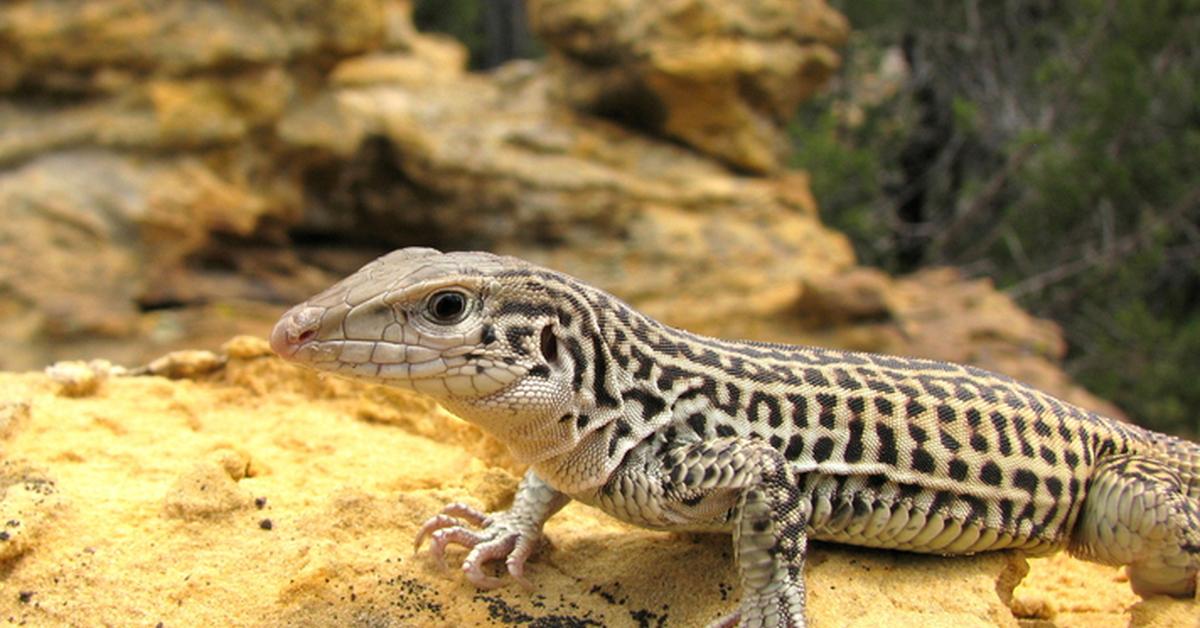 Close encounter with the Whiptail Lizard, scientifically called Teiidae.