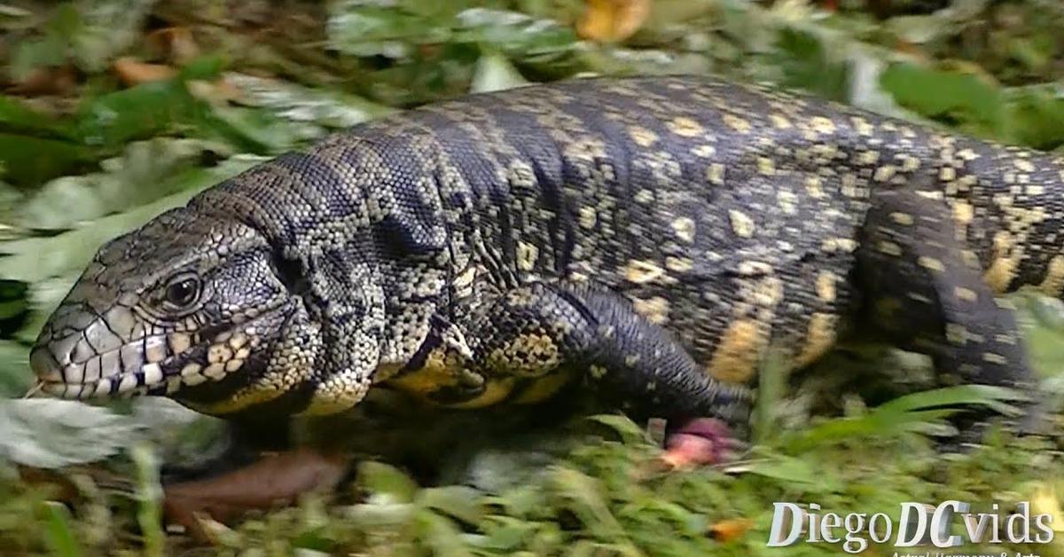 A look at the Whiptail Lizard, also recognized as Kadal Ekor Cemeti in Indonesian culture.