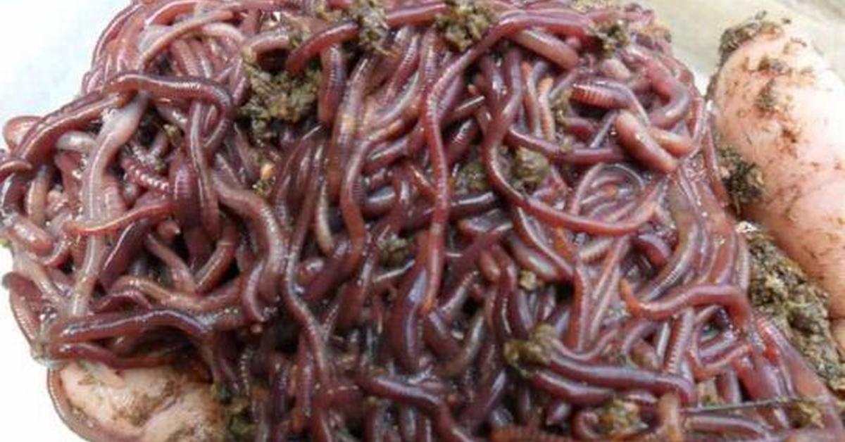 Insightful look at the Worm, known to Indonesians as Cacing.