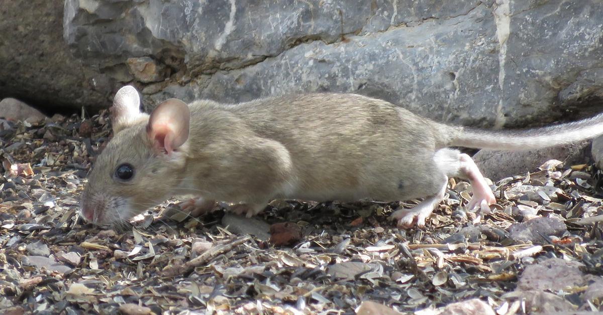 Stunning image of the Woodrat (Neotoma cinerea), a wonder in the animal kingdom.