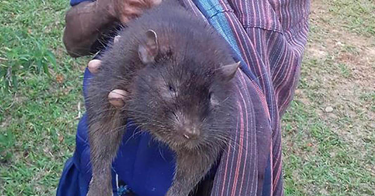 Unique portrayal of the Woodrat, also called Tikus Hutan in Bahasa Indonesia.