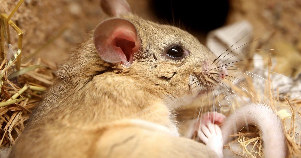 The elegant Woodrat (Neotoma cinerea), a marvel of nature.