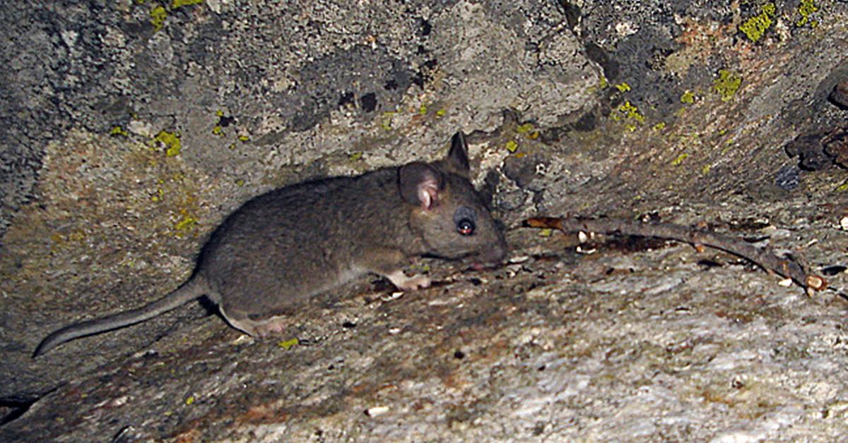 Vivid image of the Woodrat, or Tikus Hutan in Indonesian context.