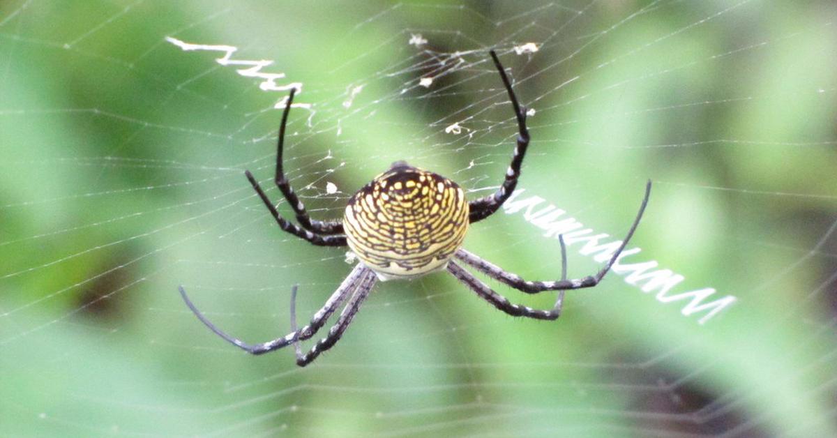 The remarkable Writing Spider (Argiope aurantia), a sight to behold.