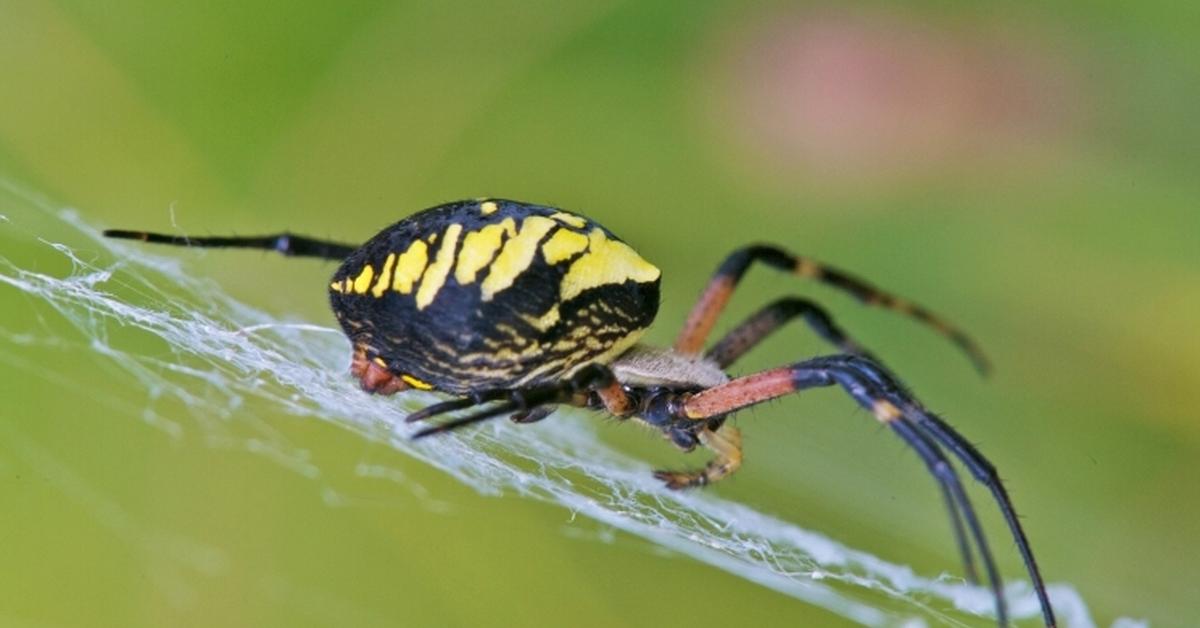 Charming view of the Writing Spider, in Indonesia referred to as Laba-laba Tulis.