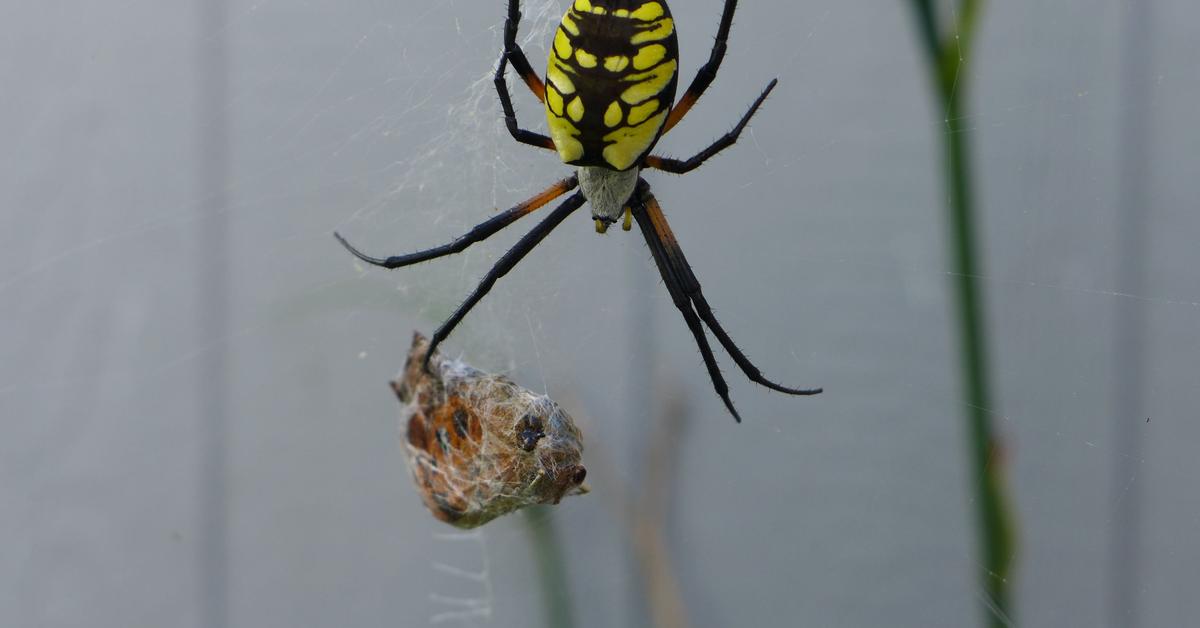 Engaging shot of the Writing Spider, recognized in Indonesia as Laba-laba Tulis.