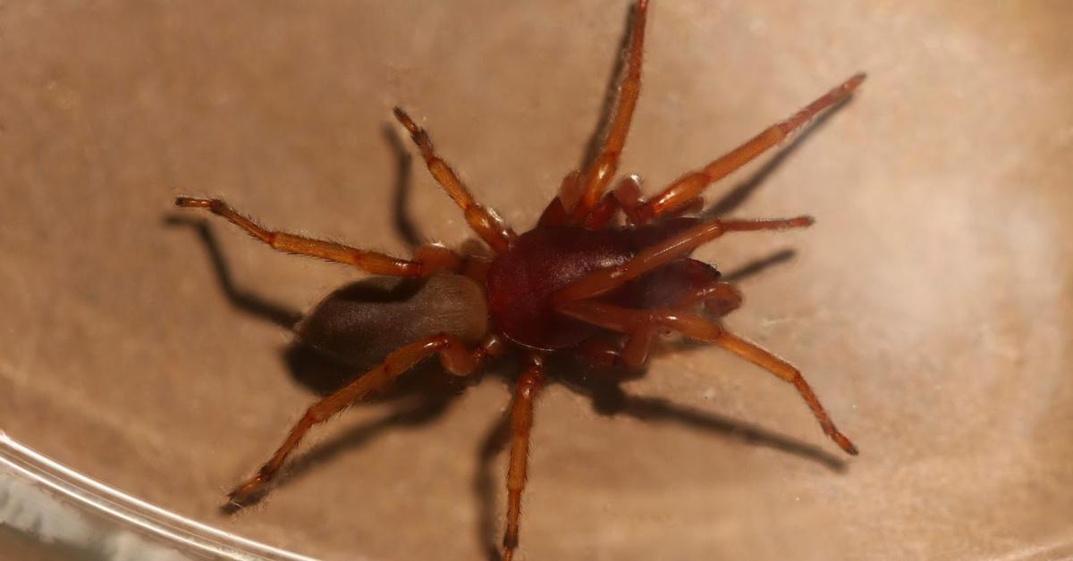 Visual of Woodlouse Spider, or Laba-laba Kepik Kayu in Indonesian, showcasing its beauty.