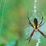 Captured elegance of the Woodlouse Spider, known in Indonesia as Laba-laba Kepik Kayu.