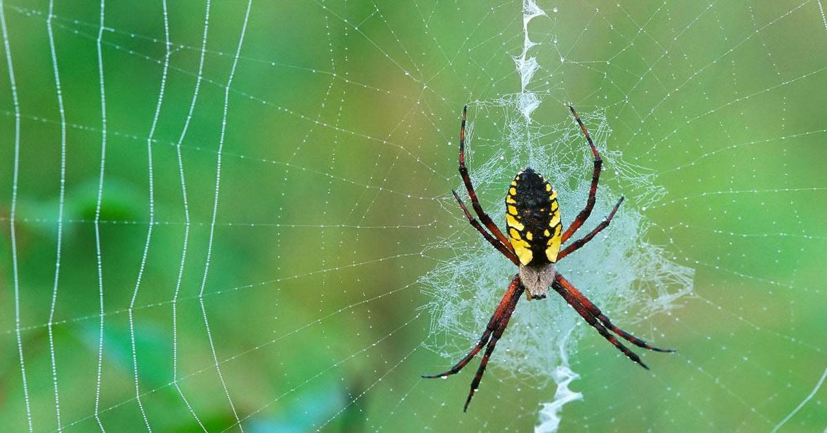 Captured elegance of the Woodlouse Spider, known in Indonesia as Laba-laba Kepik Kayu.