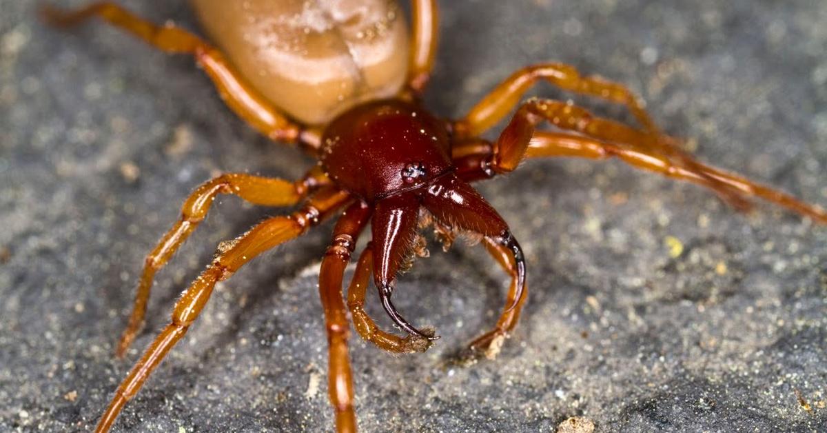 Elegant Woodlouse Spider in its natural habitat, called Laba-laba Kepik Kayu in Indonesia.