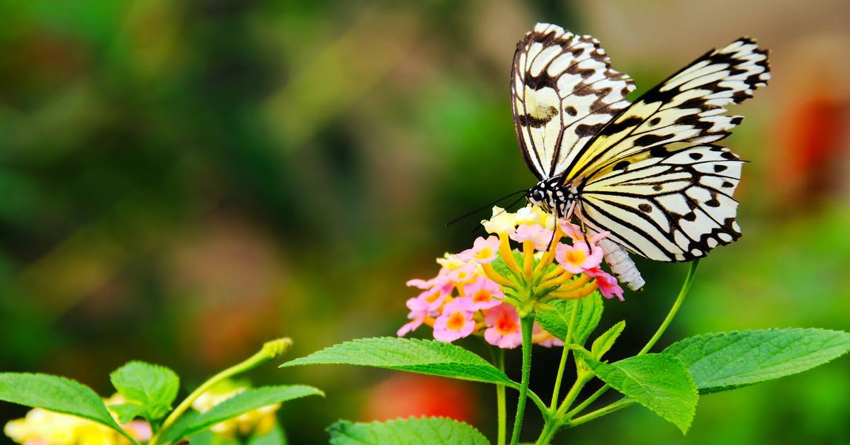 Captured beauty of the White Butterfly, or Pieris rapae in the scientific world.