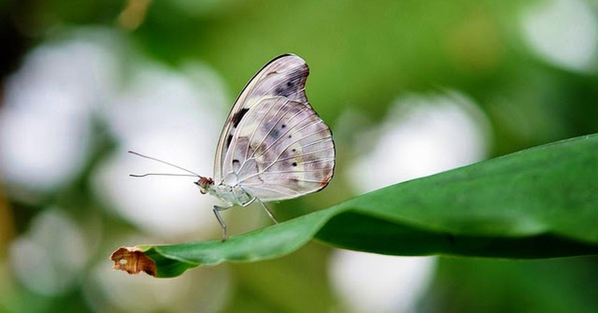 Natural elegance of the White Butterfly, scientifically termed Pieris rapae.