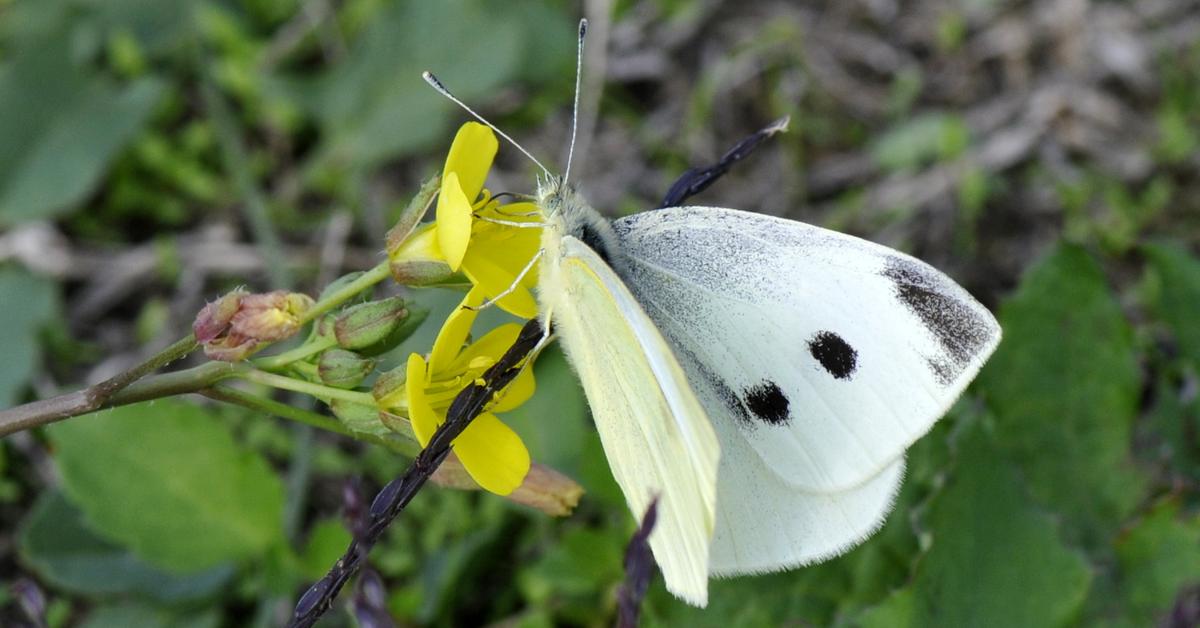 Exquisite image of White Butterfly, in Indonesia known as Kupu-kupu Putih.