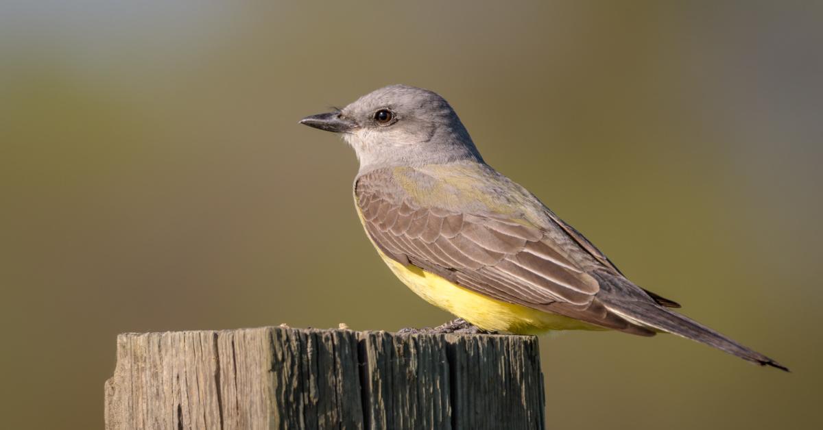 Enchanting Western Kingbird, a species scientifically known as Tyrannus verticalis.