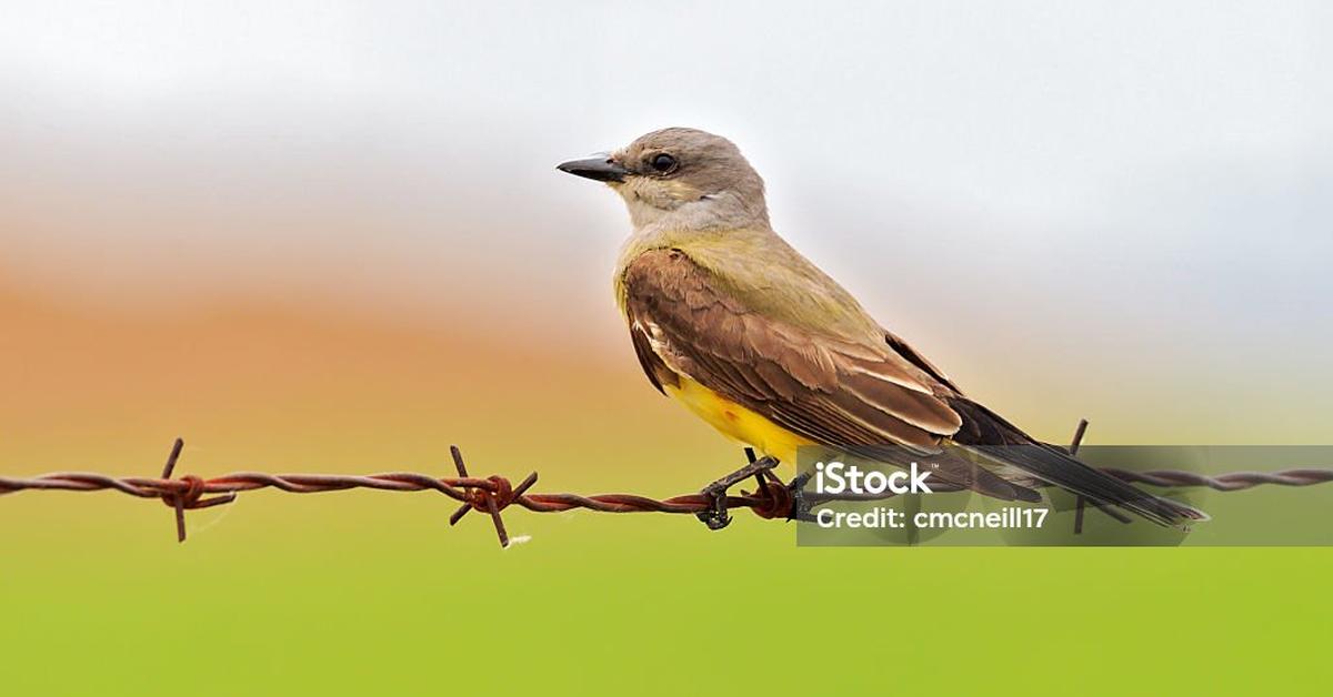 Vibrant snapshot of the Western Kingbird, commonly referred to as Burung Kingbird Barat in Indonesia.