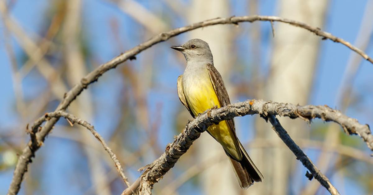 The elegant Western Kingbird (Tyrannus verticalis), a marvel of nature.