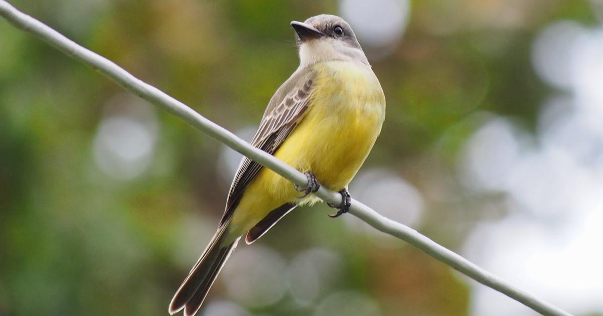 Engaging shot of the Western Kingbird, recognized in Indonesia as Burung Kingbird Barat.