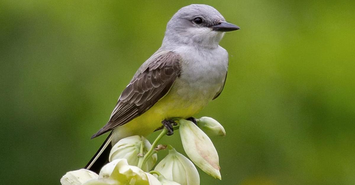 Iconic view of the Western Kingbird, or Tyrannus verticalis, in its habitat.