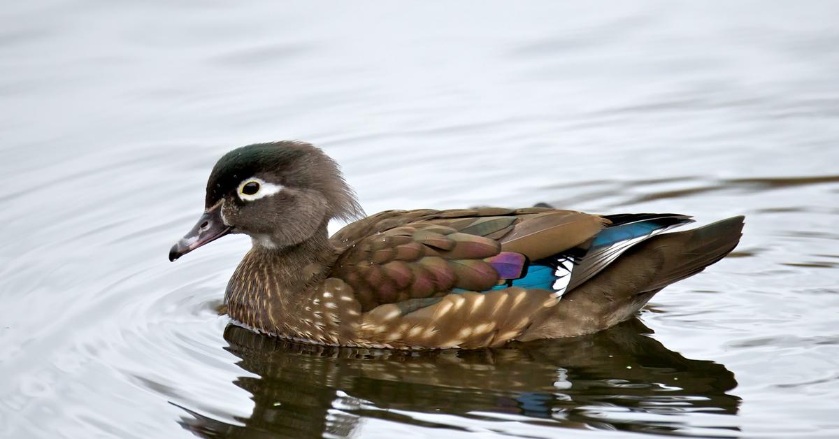 Dynamic image of the Wood Duck, popularly known in Indonesia as Bebek Kayu.