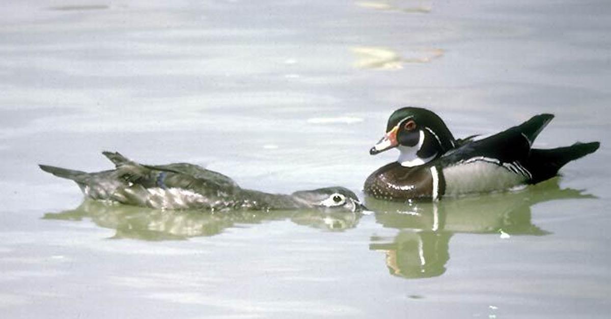 Vibrant snapshot of the Wood Duck, commonly referred to as Bebek Kayu in Indonesia.