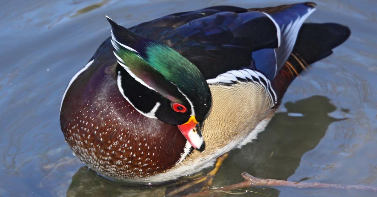 The elegant Wood Duck (Aix sponsa), a marvel of nature.