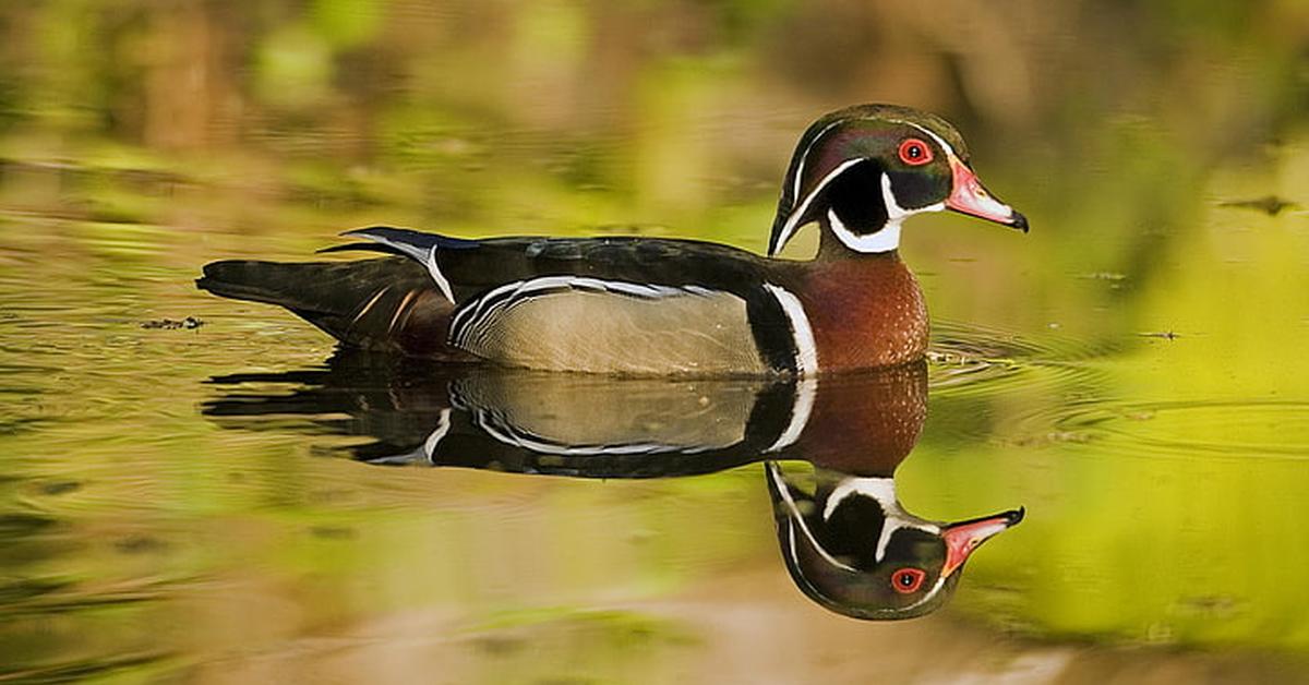 Captured elegance of the Wood Duck, known in Indonesia as Bebek Kayu.