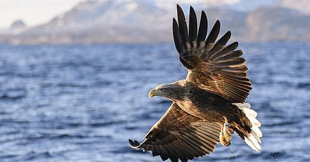 Photogenic White-Tailed Eagle, scientifically referred to as Haliaeetus albicilla.