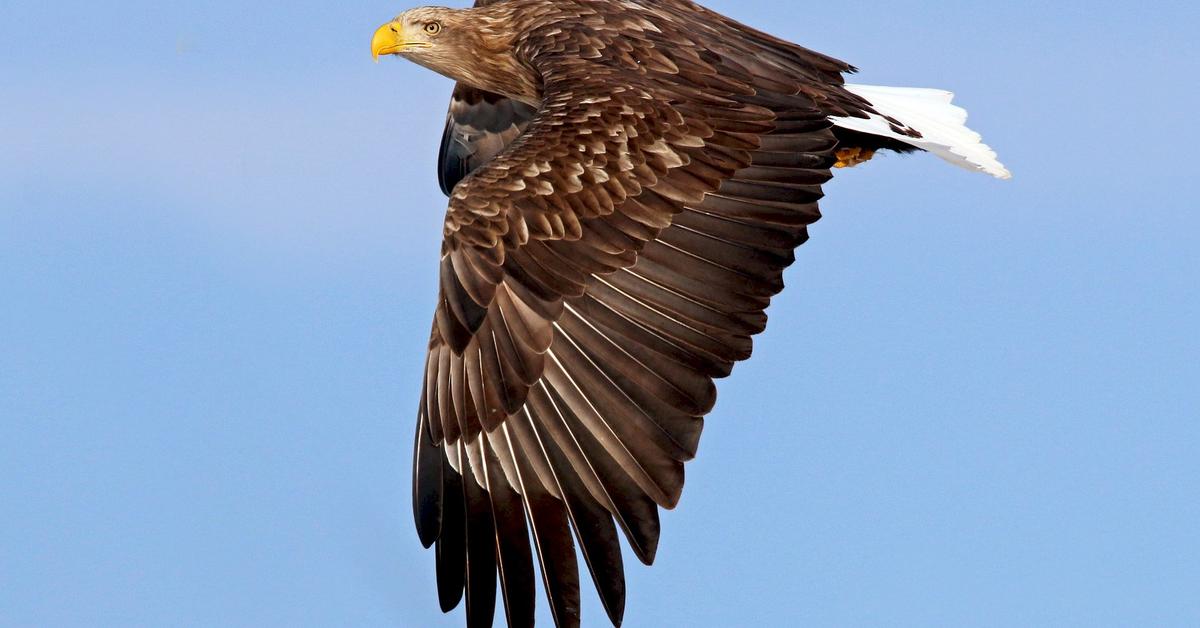 The White-Tailed Eagle, a beautiful species also known as Elang Ekor Putih in Bahasa Indonesia.