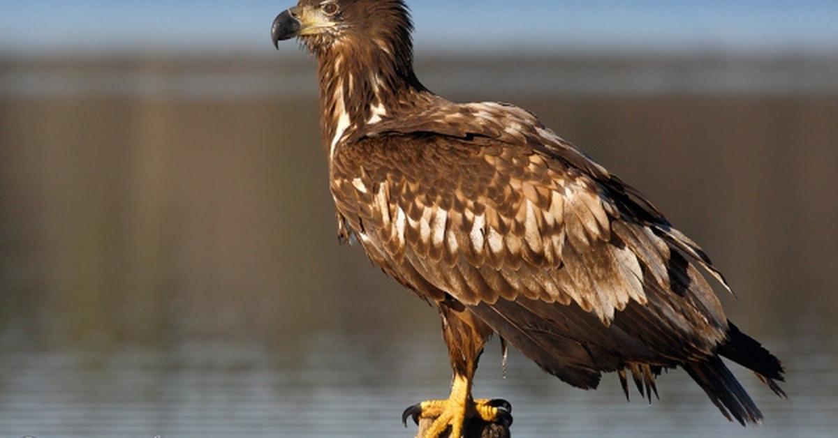 Vibrant snapshot of the White-Tailed Eagle, commonly referred to as Elang Ekor Putih in Indonesia.