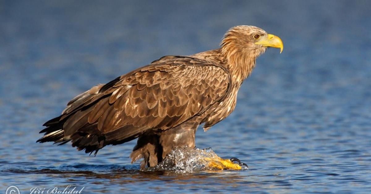 Captured elegance of the White-Tailed Eagle, known in Indonesia as Elang Ekor Putih.