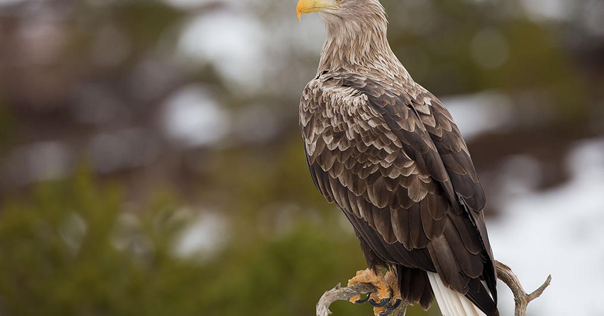 The White-Tailed Eagle, an example of Haliaeetus albicilla, in its natural environment.