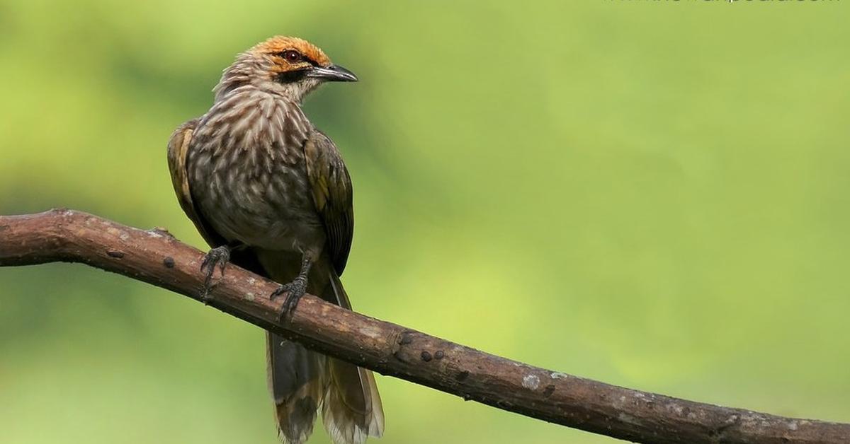 Captured beauty of the Willow Warbler, or Phylloscopus trochilus in the scientific world.