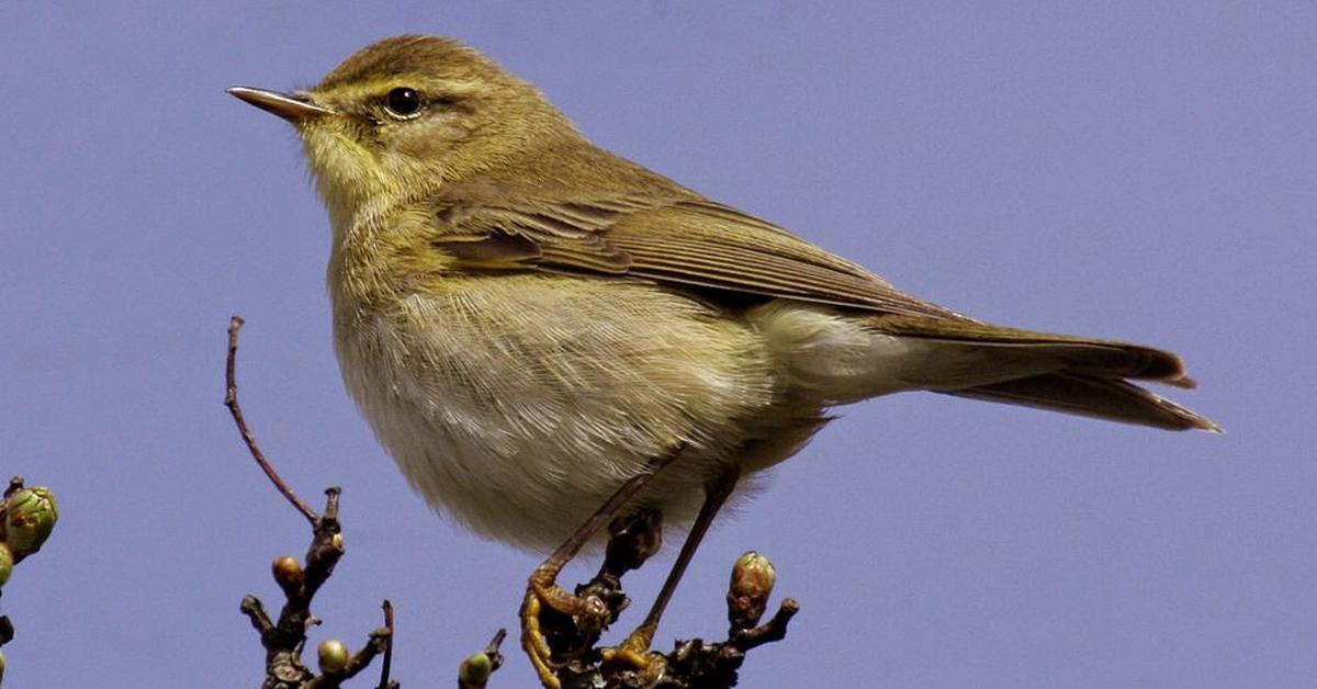 Photograph of the unique Willow Warbler, known scientifically as Phylloscopus trochilus.