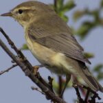 A beautiful representation of the Willow Warbler, scientifically Phylloscopus trochilus.